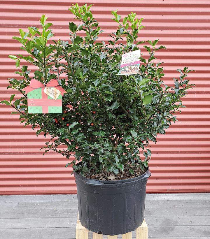 ILEX X MESERVEAE `BLUE PRINCESS`