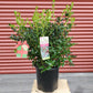 ILEX X MESERVEAE `CHINA GIRL`