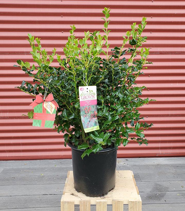 ILEX X MESERVEAE `CHINA GIRL`