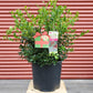 ILEX X MESERVEAE `CHINA GIRL`