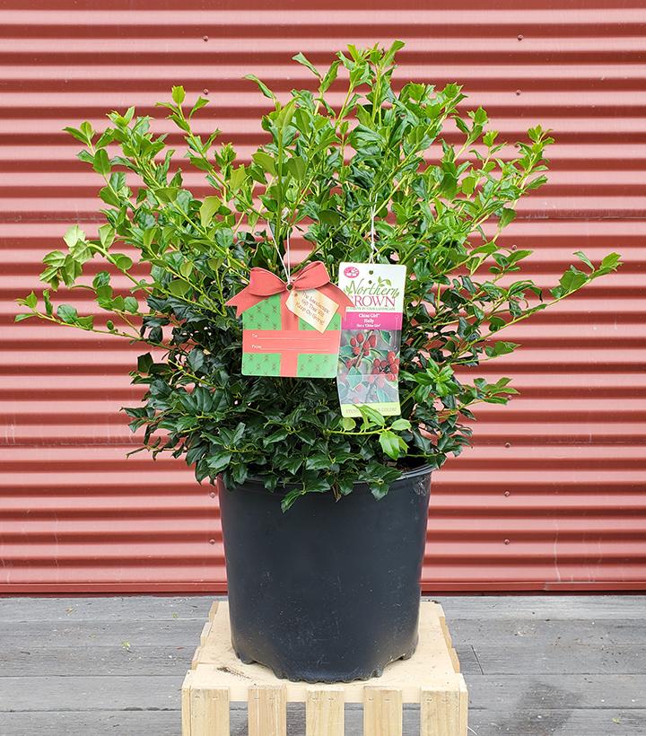 ILEX X MESERVEAE `CHINA GIRL`