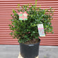 ILEX X MESERVEAE `CHINA GIRL`