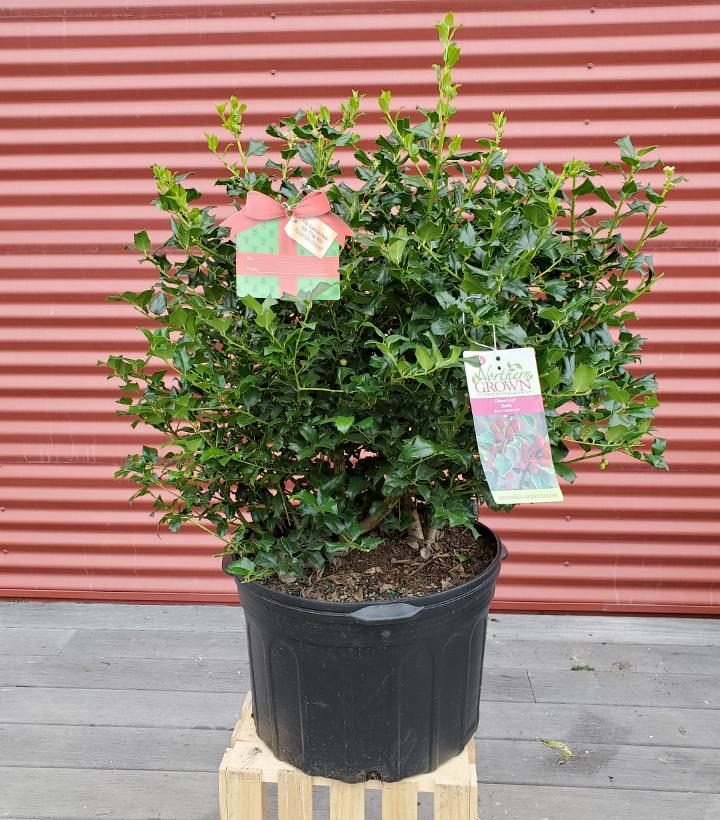 ILEX X MESERVEAE `CHINA GIRL`