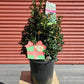 ILEX X RUTZAN `RED BEAUTY`