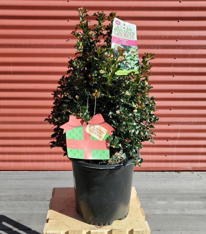 ILEX X RUTZAN `RED BEAUTY`