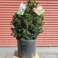 ILEX X RUTZAN `RED BEAUTY`