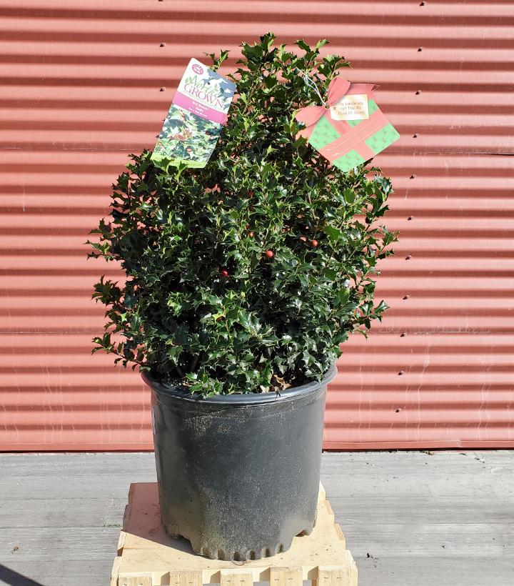 ILEX X RUTZAN `RED BEAUTY`