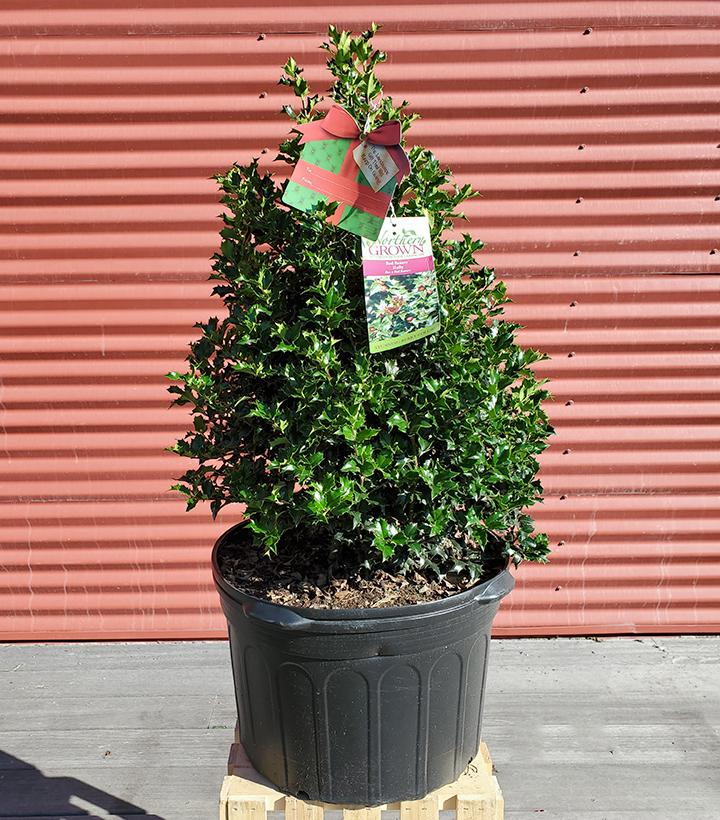 ILEX X RUTZAN `RED BEAUTY`