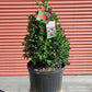 ILEX X RUTZAN `RED BEAUTY`