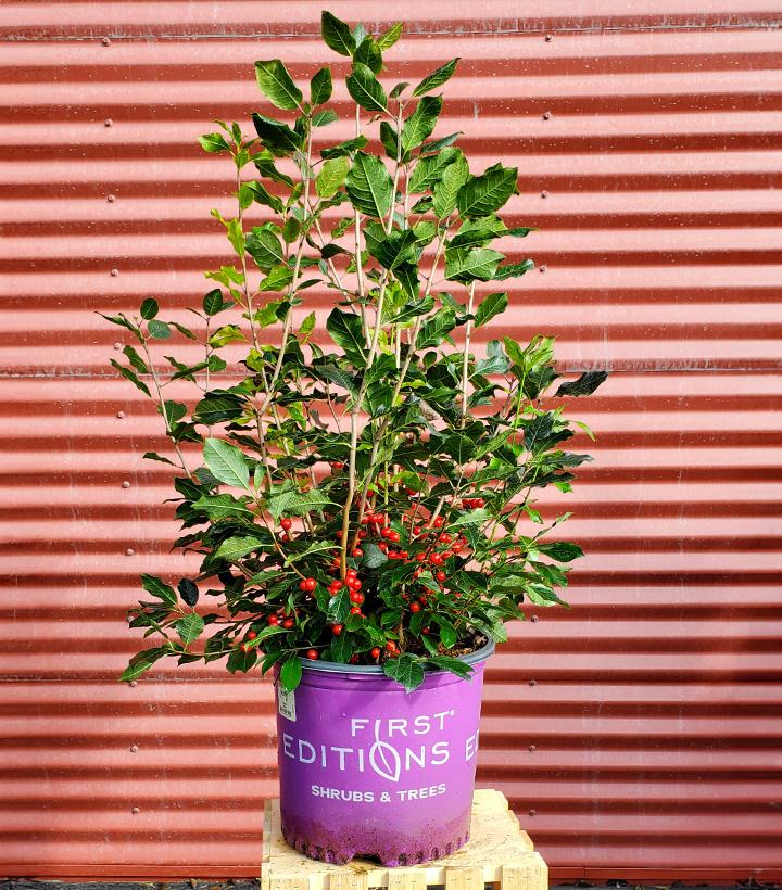 ILEX VERTICILLATA `WILDFIRE`