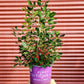 ILEX VERTICILLATA `WILDFIRE`