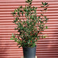 ILEX VERTICILLATA `WINTER RED`