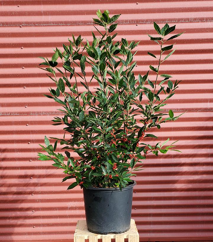 ILEX VERTICILLATA `WINTER RED`