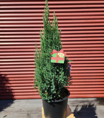 JUNIPERUS CHINENSIS `BLUE POINT`