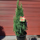 JUNIPERUS CHINENSIS `BLUE POINT`