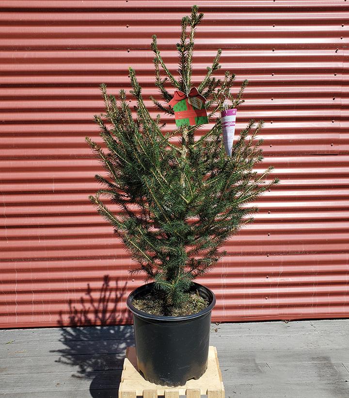 PICEA ABIES