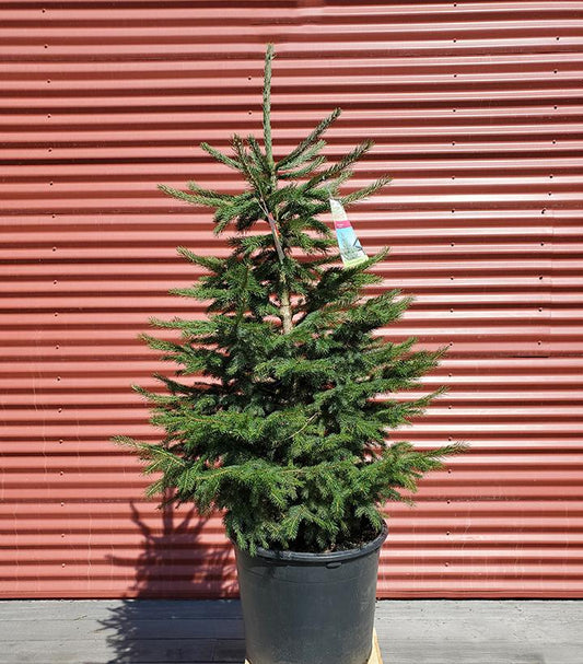 PICEA ABIES