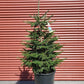 PICEA ABIES