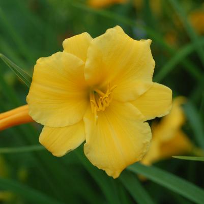 HEMEROCALLIS `STELLA D`ORO` - YELLOW