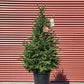 PICEA GLAUCA `MONTROSE CHARM`