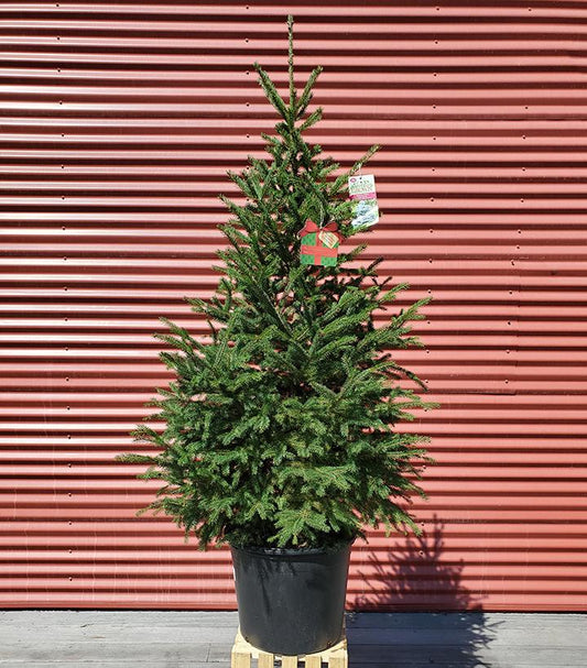 PICEA GLAUCA `MONTROSE CHARM`