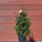 PICEA OMORIKA