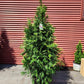 THUJA X `GREEN GIANT`