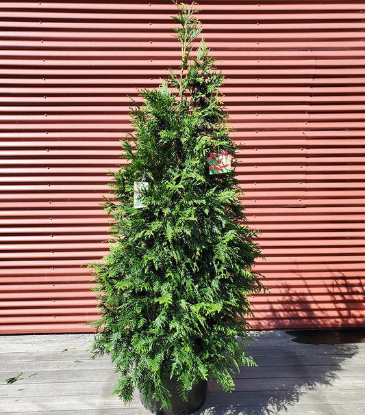 THUJA X `GREEN GIANT`