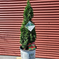 THUJA OCCIDENTALIS `STING`