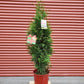 THUJA `JUNIOR GIANT`