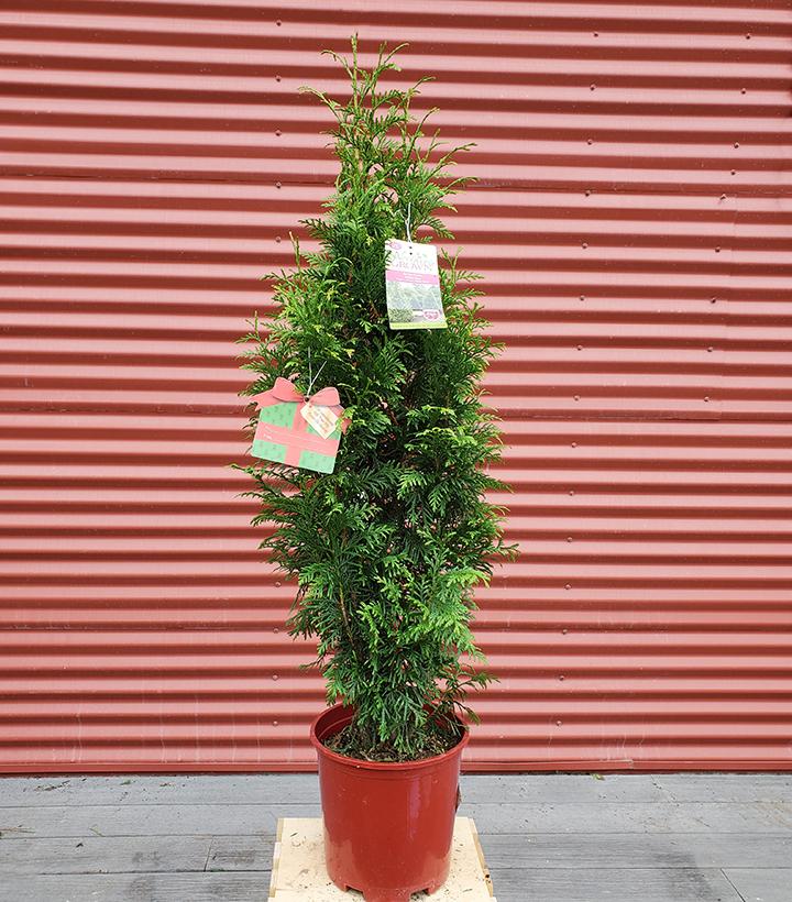 THUJA `JUNIOR GIANT`