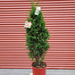 THUJA `JUNIOR GIANT`