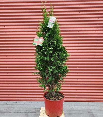 THUJA `JUNIOR GIANT`