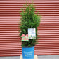 THUJA OCCIDENTALIS `PRIVATE JET`