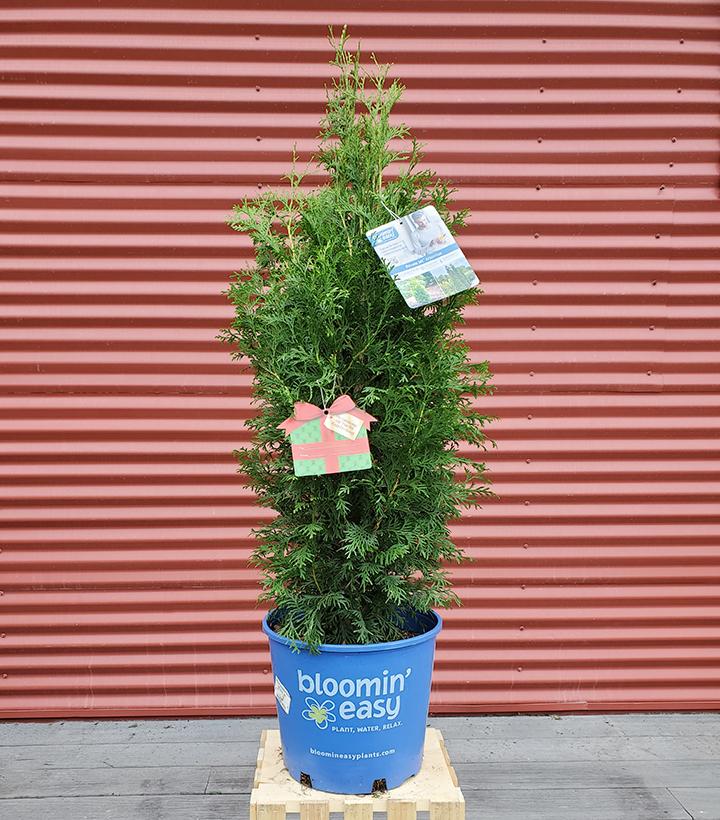 THUJA OCCIDENTALIS `PRIVATE JET`