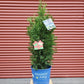 THUJA OCCIDENTALIS `PRIVATE JET`
