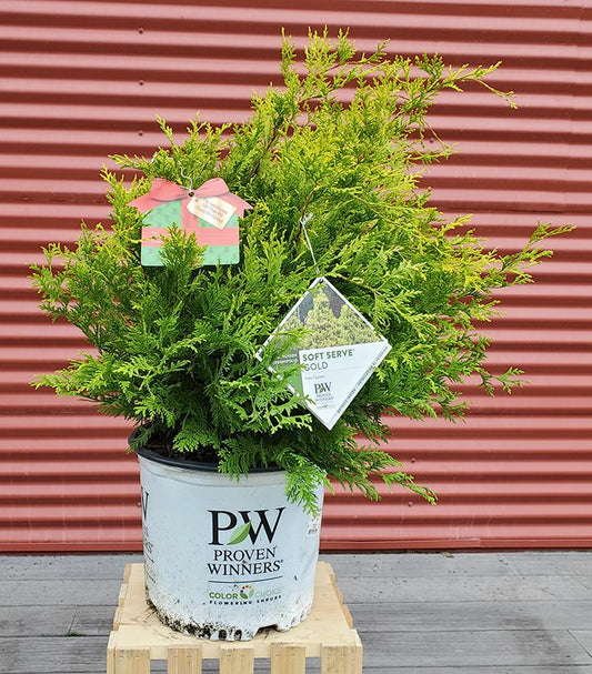 CHAMAECYPARIS PISIFERA `SOFT SERVE GOLD`