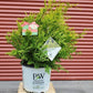 CHAMAECYPARIS PISIFERA `SOFT SERVE GOLD`