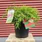 CHAMAECYPARIS PISIFERA F. `AUREA`