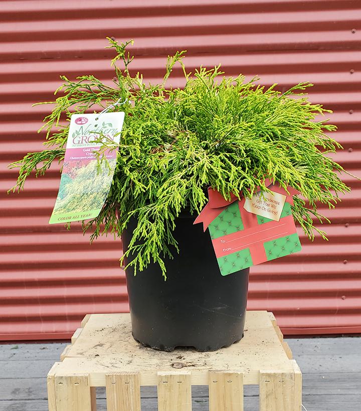 CHAMAECYPARIS PISIFERA F. `AUREA`