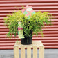 CHAMAECYPARIS PISIFERA F. `AUREA`
