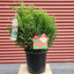 CHAMAECYPARIS PISIFERA `CREAM BALL`