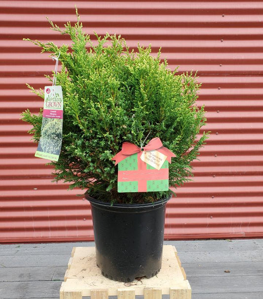 CHAMAECYPARIS PISIFERA `CREAM BALL`