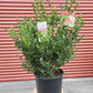 ILEX CRENATA WINTERSCAPE `CHILLY WILLY`