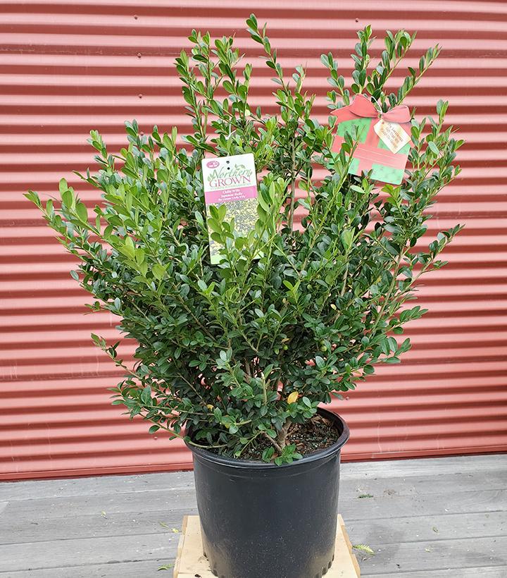 ILEX CRENATA WINTERSCAPE `CHILLY WILLY`