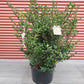 ILEX X MESERVEAE `BLUE PRINCESS`