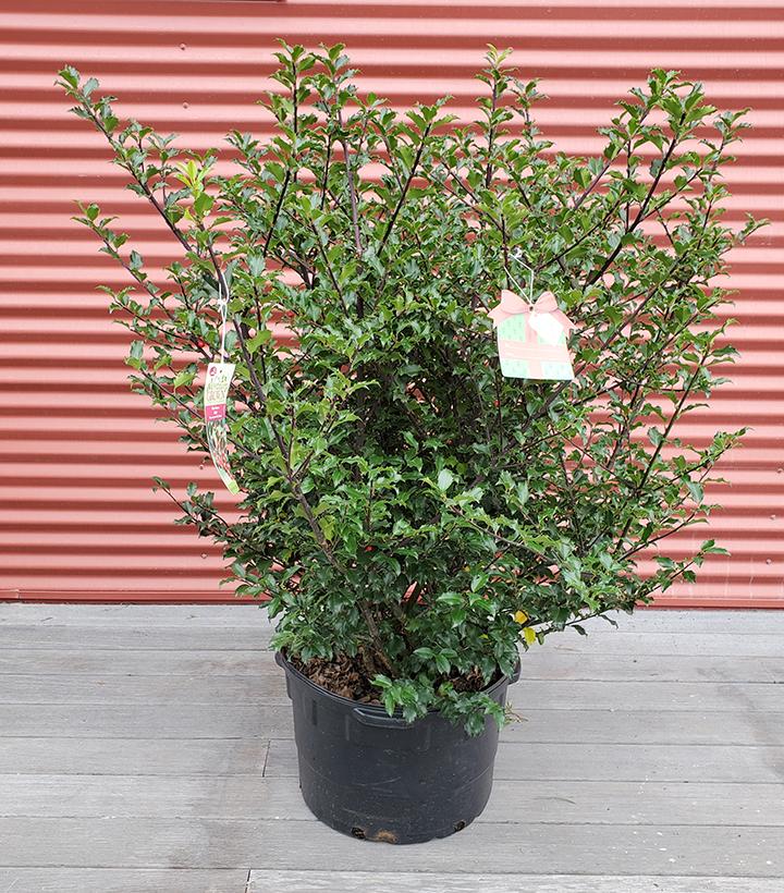 ILEX X MESERVEAE `BLUE PRINCESS`