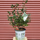 ILEX VERTICILLATA `BERRY POPPINS`