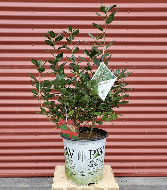 ILEX VERTICILLATA `BERRY POPPINS`