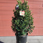 ILEX X MESERVEAE `BLUE MAID`